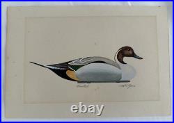 Vtg William P. Tyner Pintail Duck Orig. Signed Watercolor Painting
